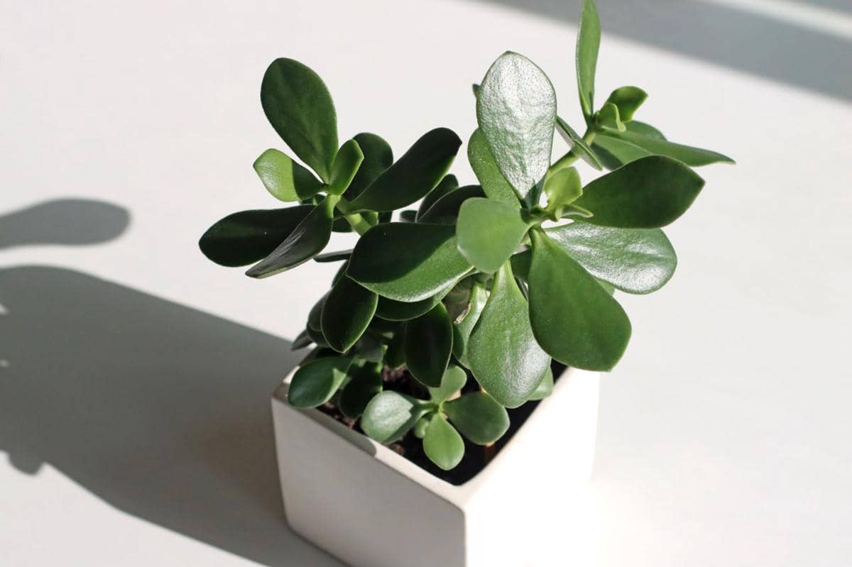 Ilustrasi jade plant