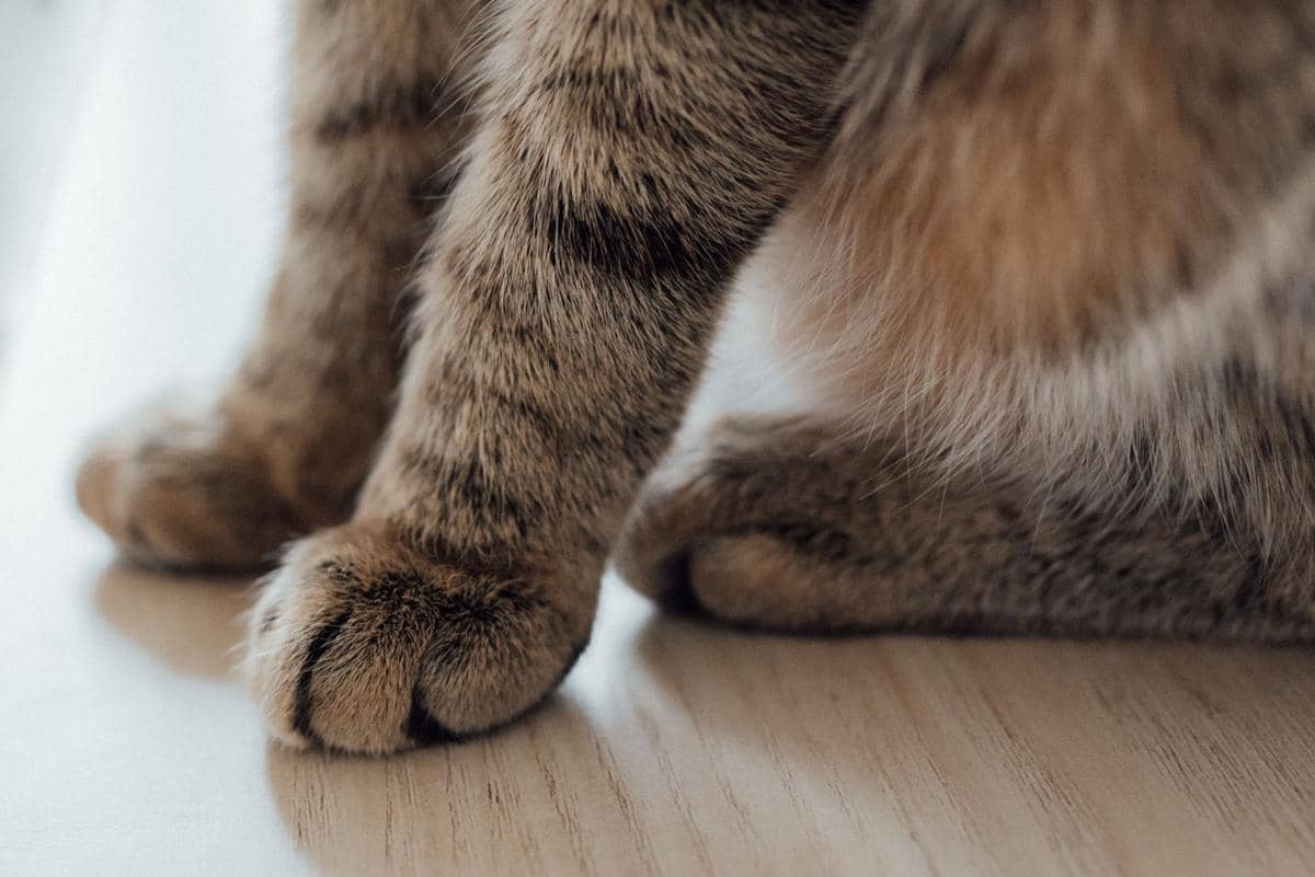 Gak Cuma di Wajah, Mengapa Kucing Punya Kumis di Kaki?