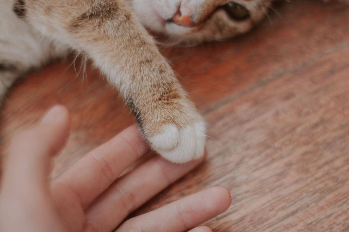 Kaki depan kucing memperlihatkan kumis di bagian pergelangan.