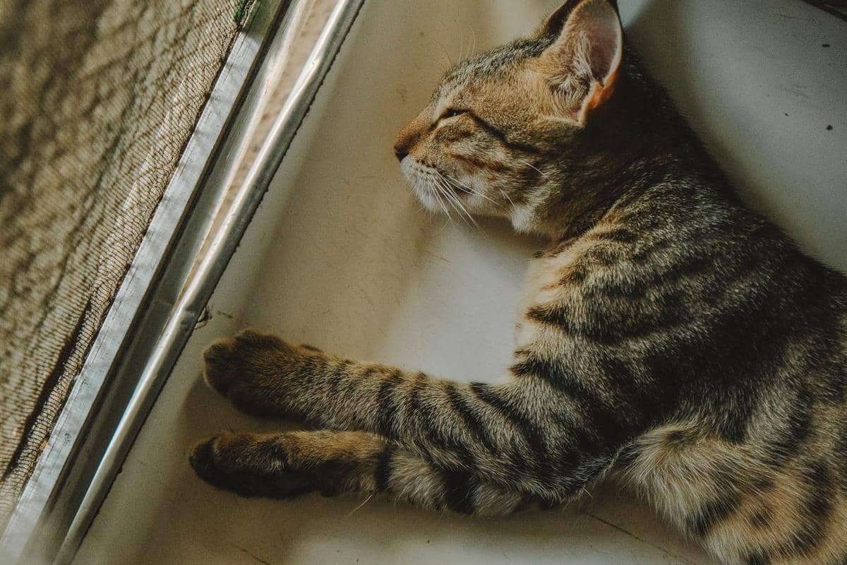Kucing tidur memperlihatkan kumis di kaki depannya.