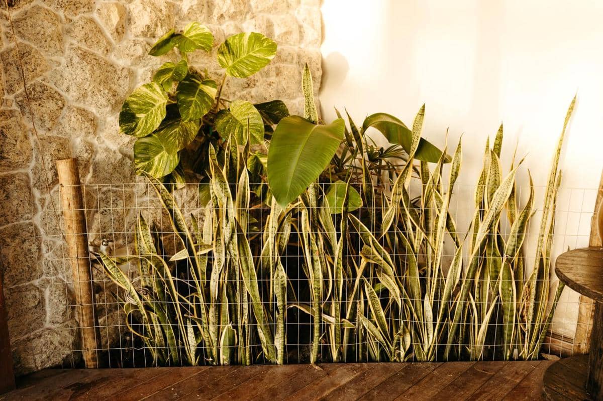 Ilustrasi snake plant