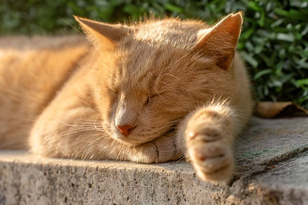Kucing tidur memperlihatkan kumis di kaki depan.