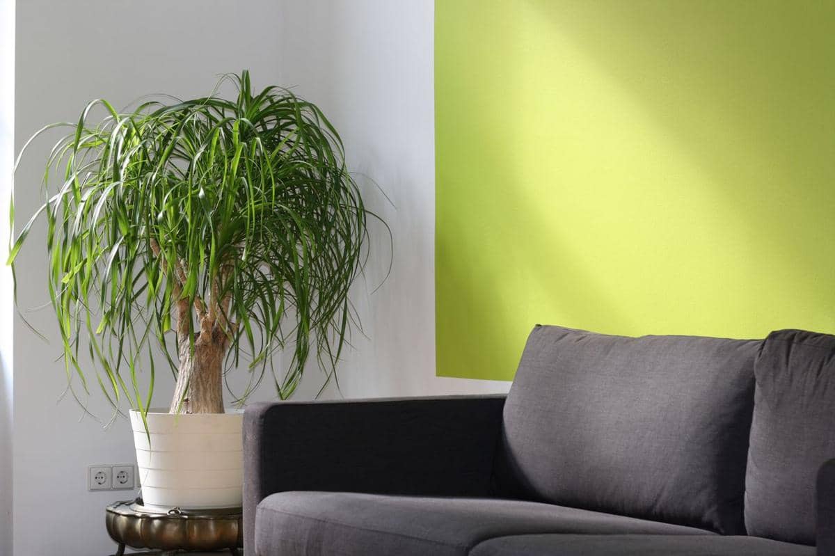 Ilustrasi tanaman ponytail palm