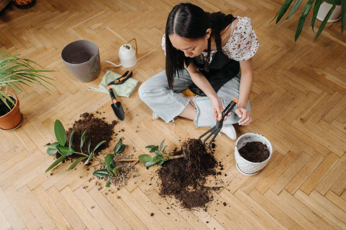 Plant Burnout: 4 Tanda Kelelahan Merawat Tanaman di Rumah