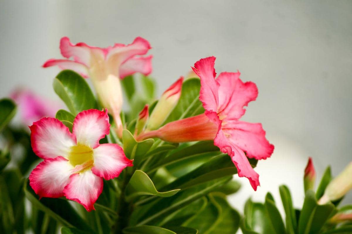 ilustrasi adenium
