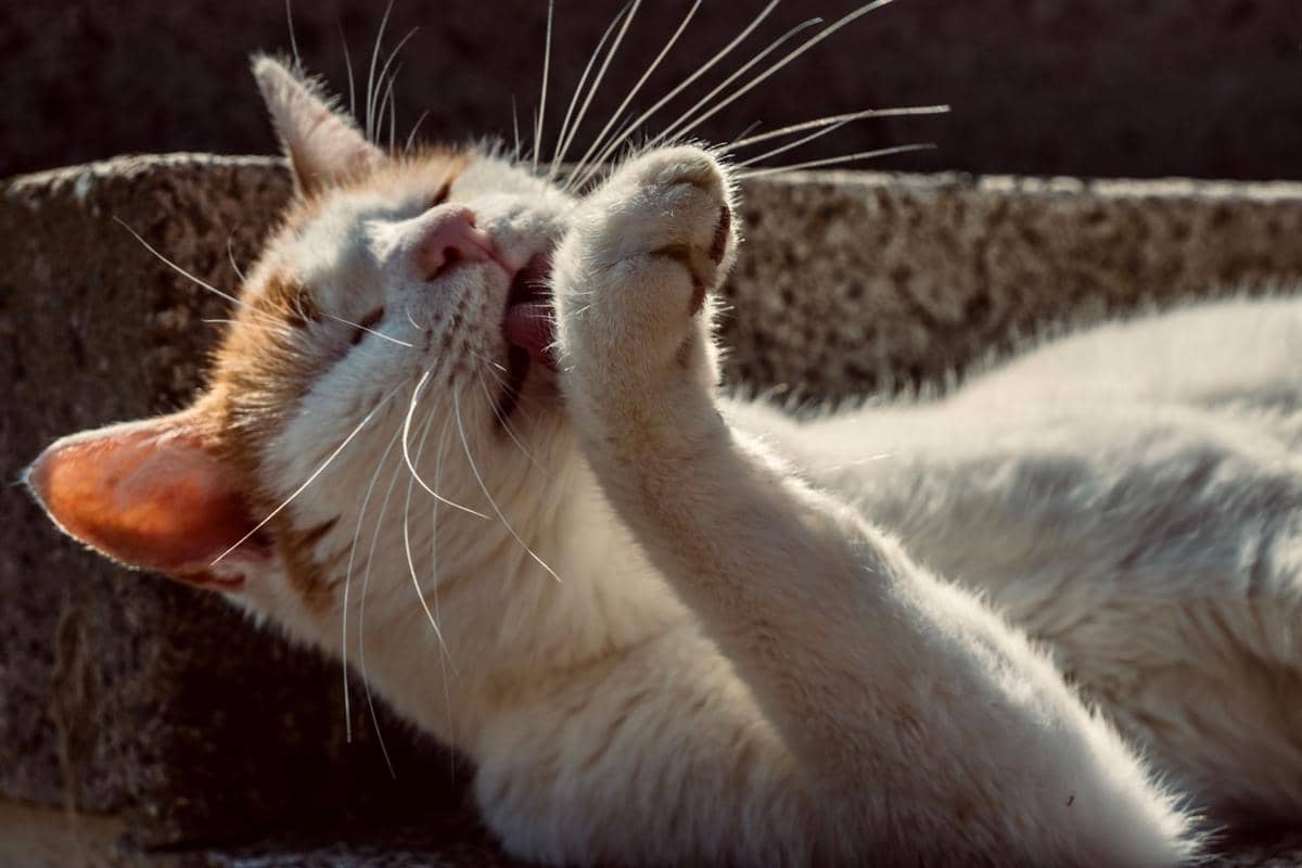 Kucing menjilati kaki depannya.