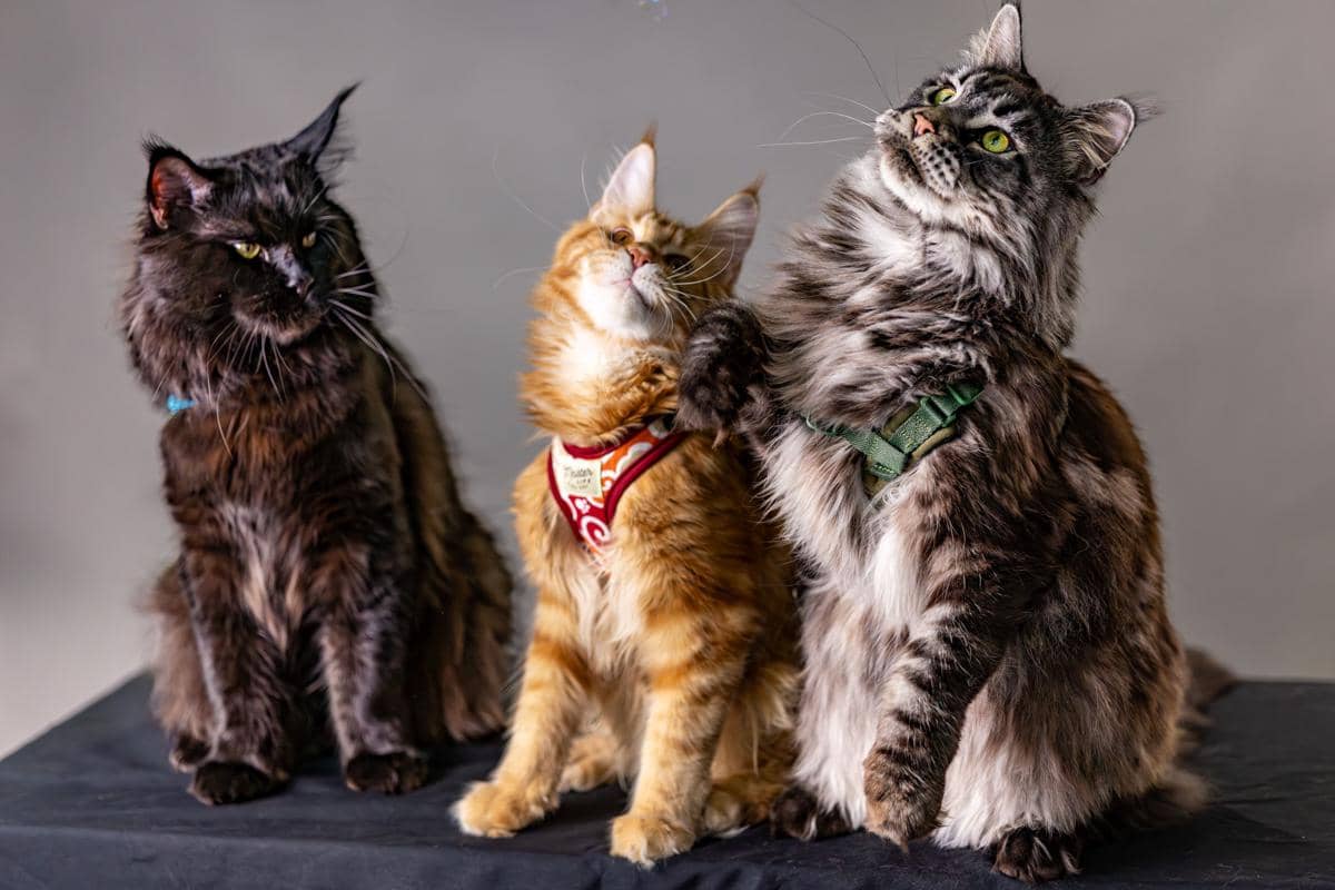 Bisa Belasan Kilogram, Mengapa Kucing Maine Coon Sangat Besar?