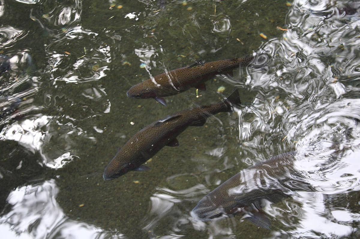 ilustrasi ikan Rainbow Trout (commons.wikimedia.org/Chris Light)