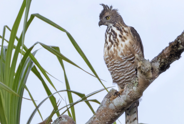 pinsker's hawk-eagle