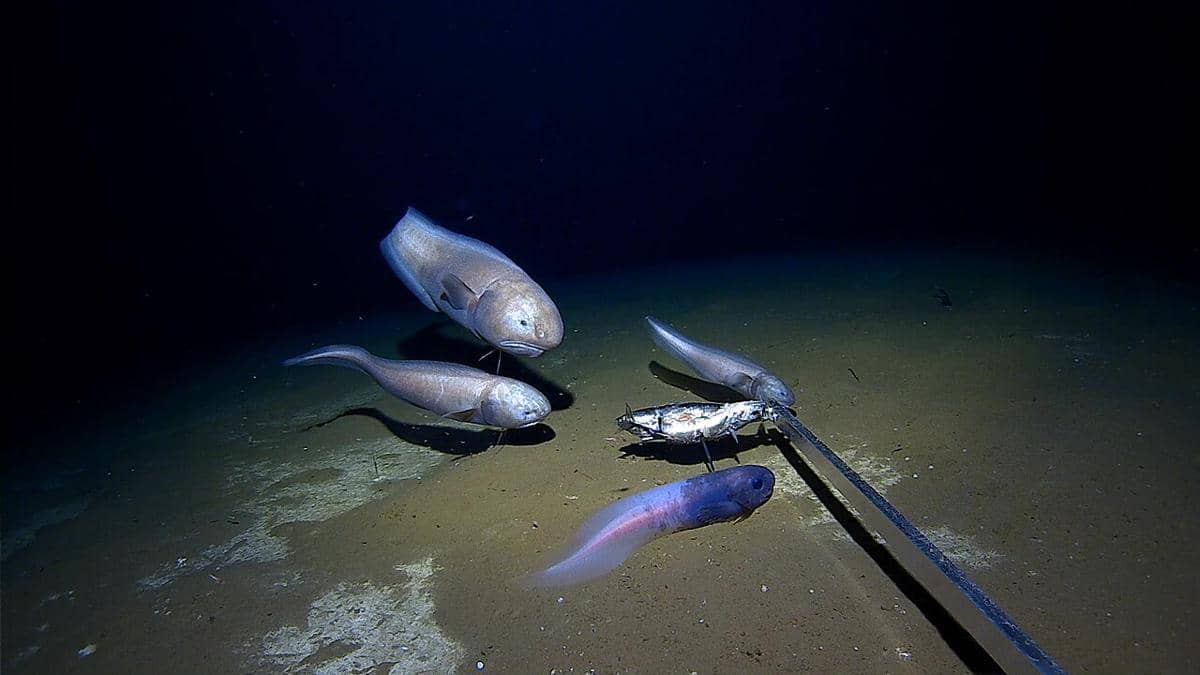 ilustrasi Snailfish