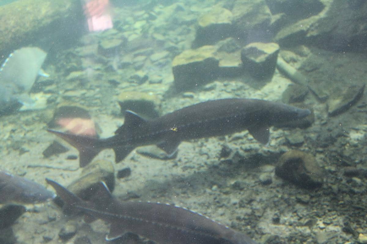 ilustrasi ikan Sakhalin Sturgeon