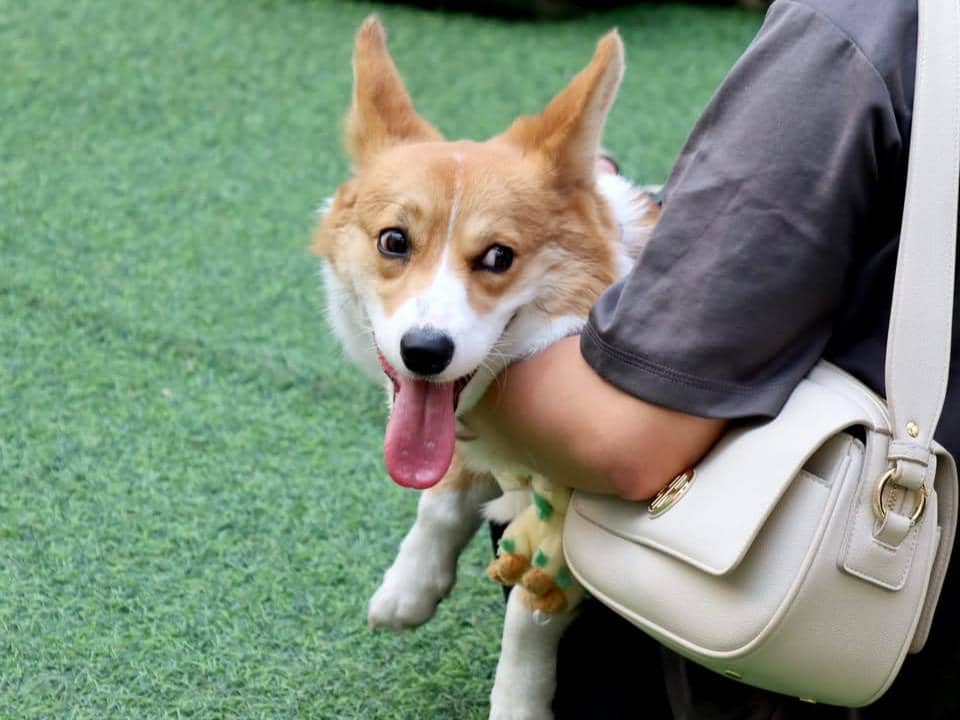 Wellness dan Adopsi Anabul di Dog Does Disco 2026