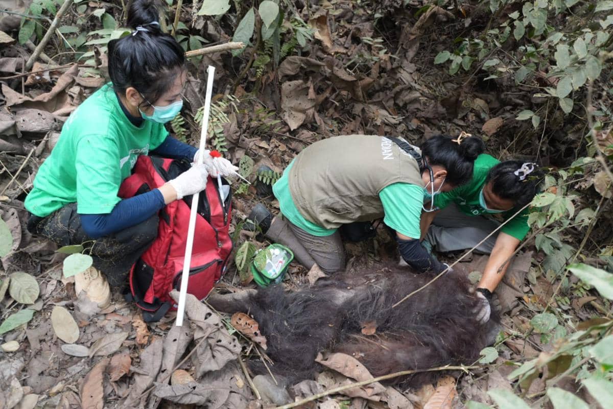 Berkeliaran di Jalan Tambang, Orang Utan Dilepasliarkan ke Kehje Sewen