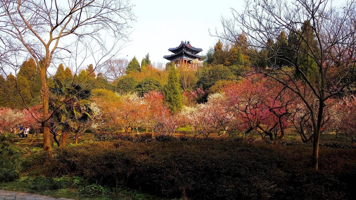 Ming Temples Nanjing Plum Blossom Festival