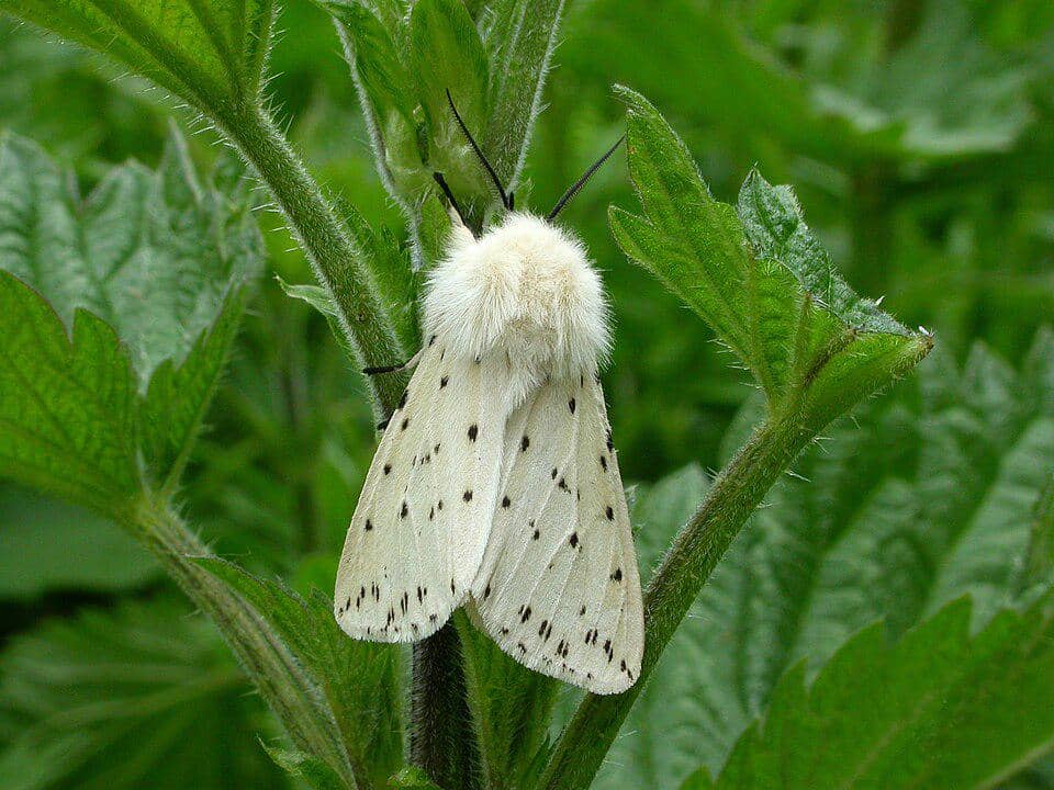 Ngengat cerpelai putih (Spilosoma lubricipeda), atau White Ermine moth.