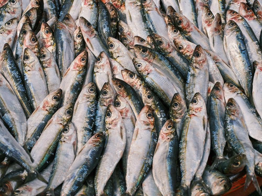 ilustrasi ikan sanma