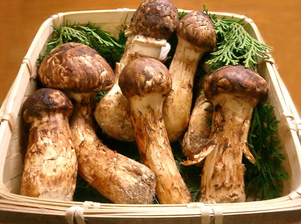 ilustrasi jamur matsutake