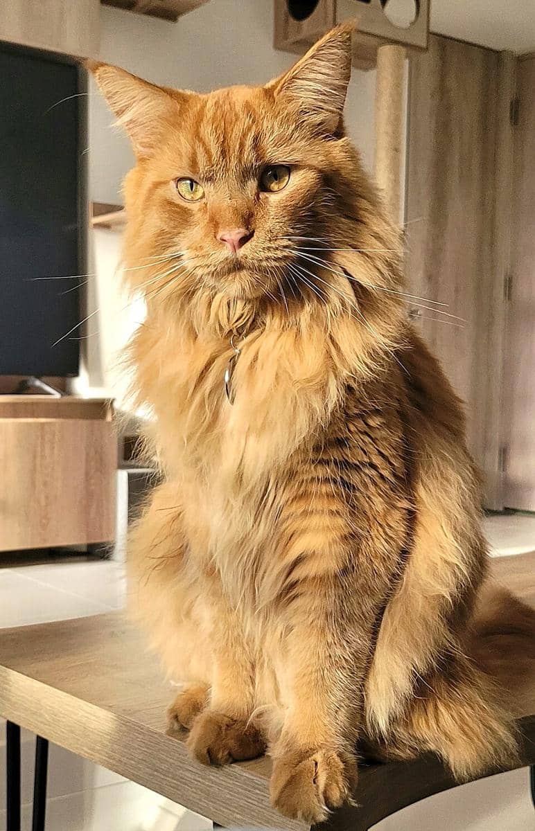 Kucing maine coon jantan duduk di meja.