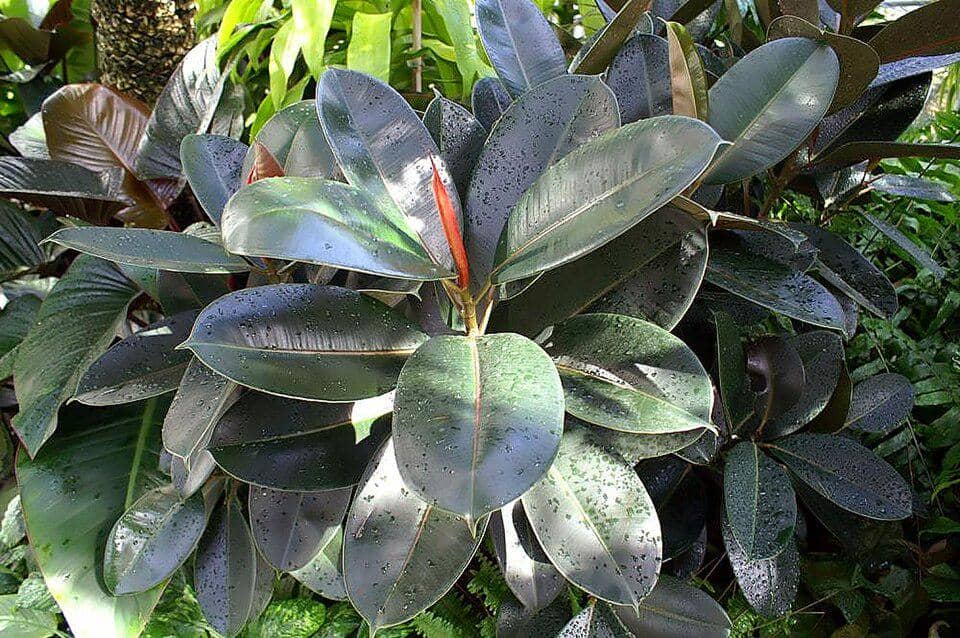 ilustrasi rubber plant burgundy