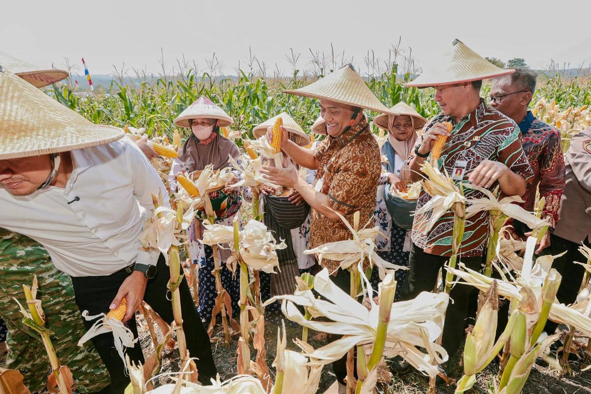 Jadi Lumbung Pangan Nasional, Produksi Jagung Jateng 2,68 Juta Ton