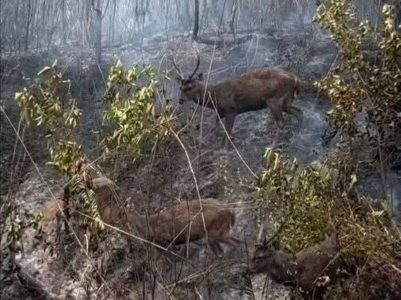 Seekor rusa terlihat di area kaki Gunung Klabat, Minahasa Utara, saat petugas memadamkan kebakaran di lokasi.