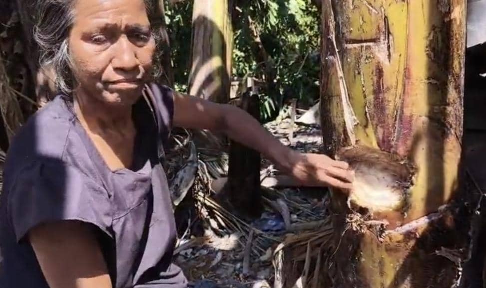 Seorang warga Pulau Palue meneguk air yang ditampung dari batang pisang dalam video viral tentang kebutuhan air.