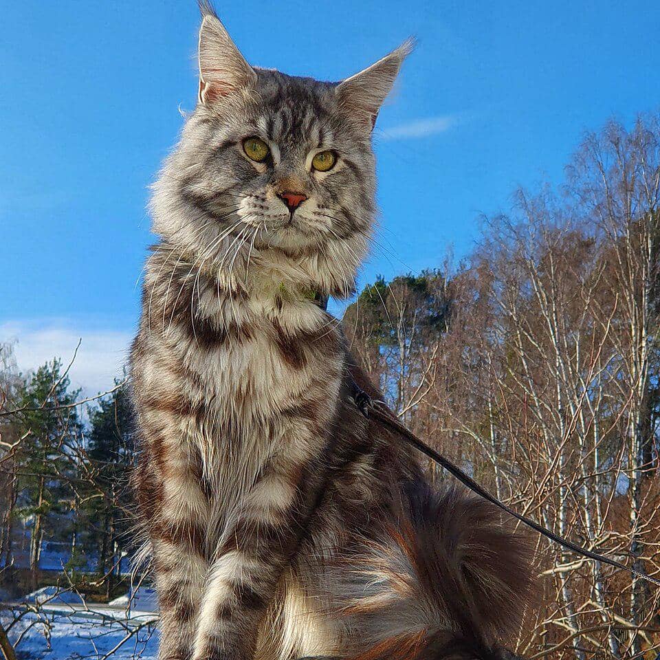 Kucing maine coon jantan berusia dua tahun.