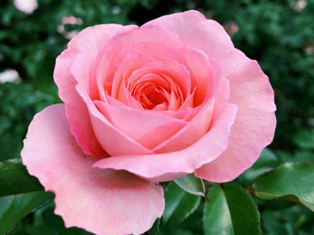 ilustrasi mawar hybrid tea pink