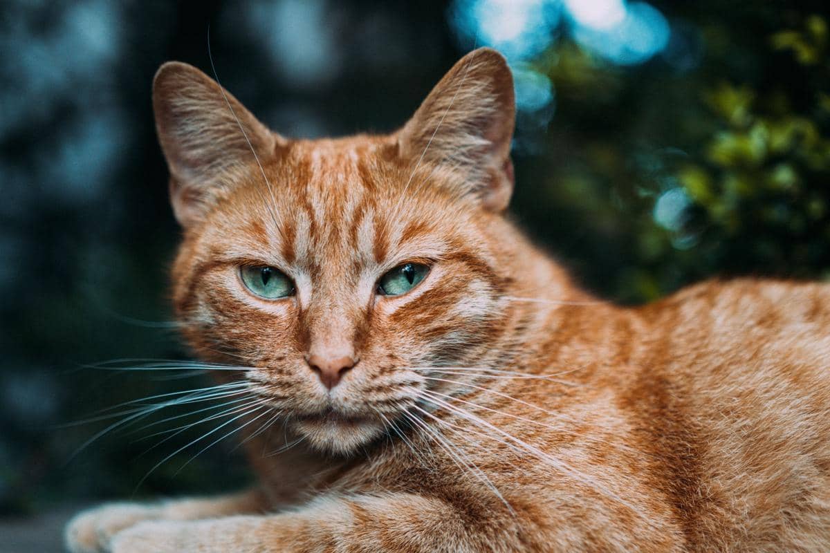 Mata kucing