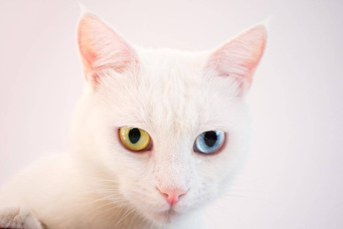 Fakta Mata Kucing, Mengungkap Cara Mereka Memandang Sekitar