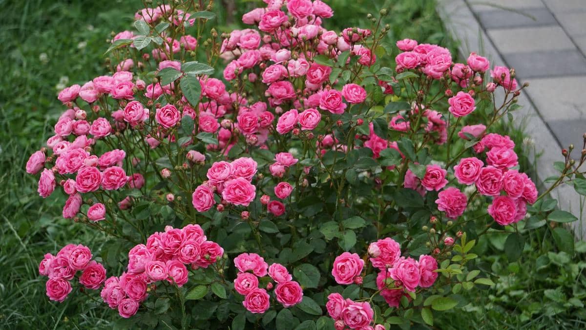 ilustrasi mawar shrub pink