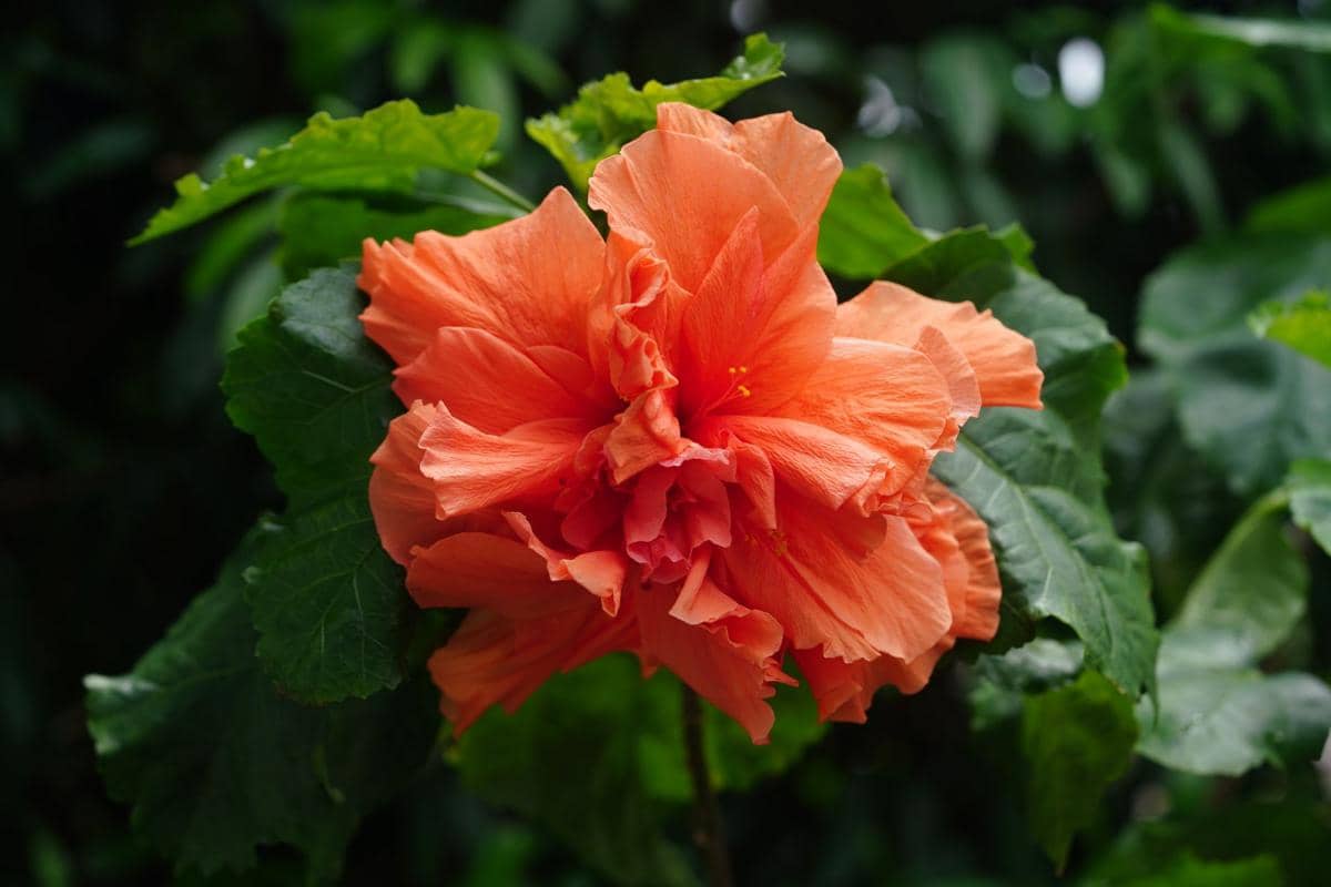 ilustrasi double hibiscus