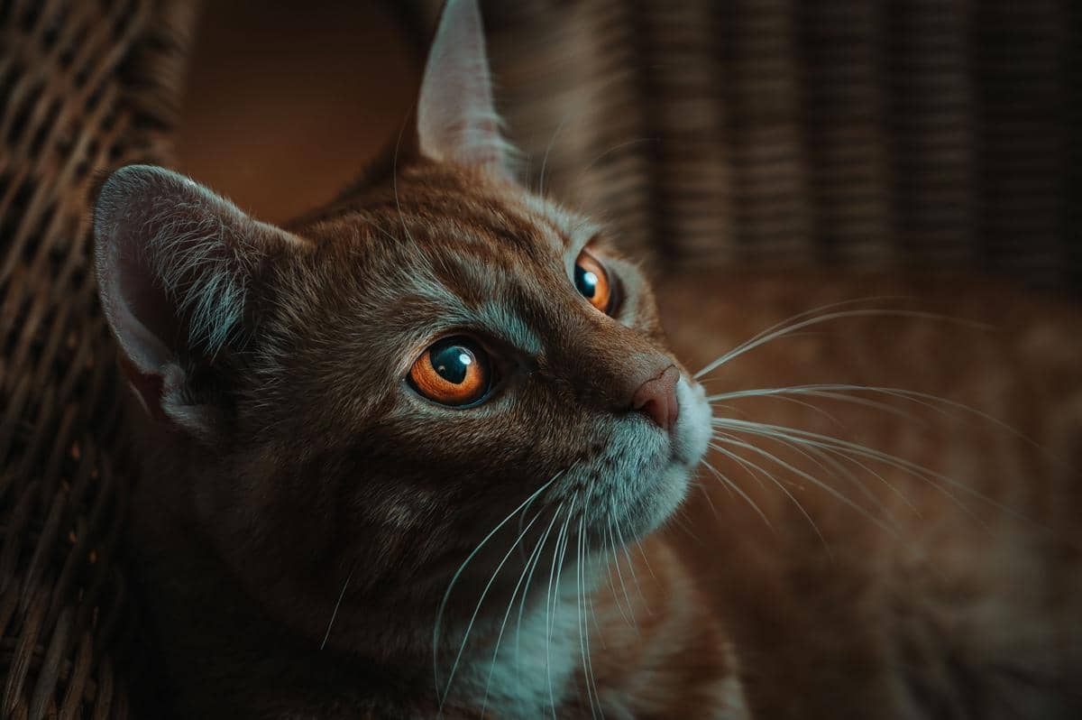 Mata kucing