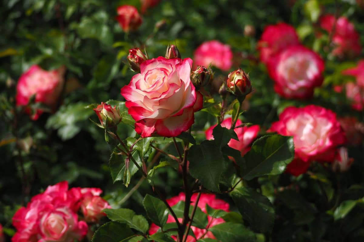 ilustrasi mawar floribunda pink