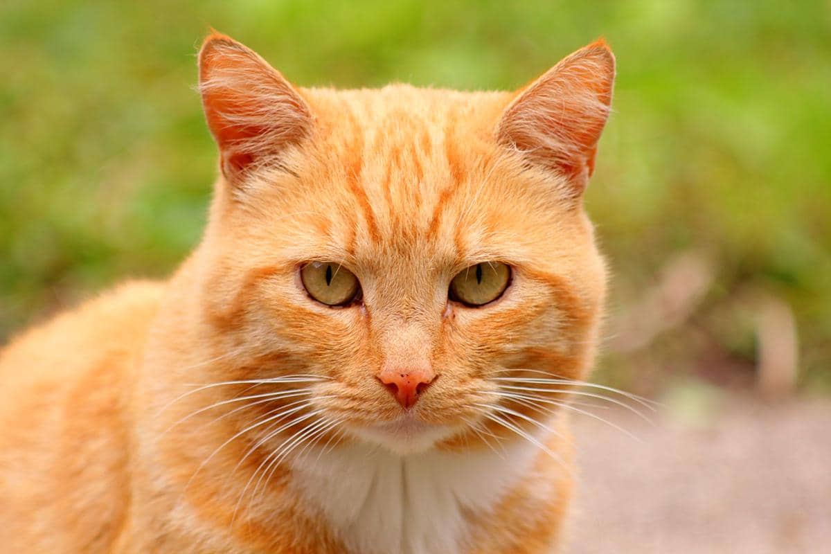 Mata kucing