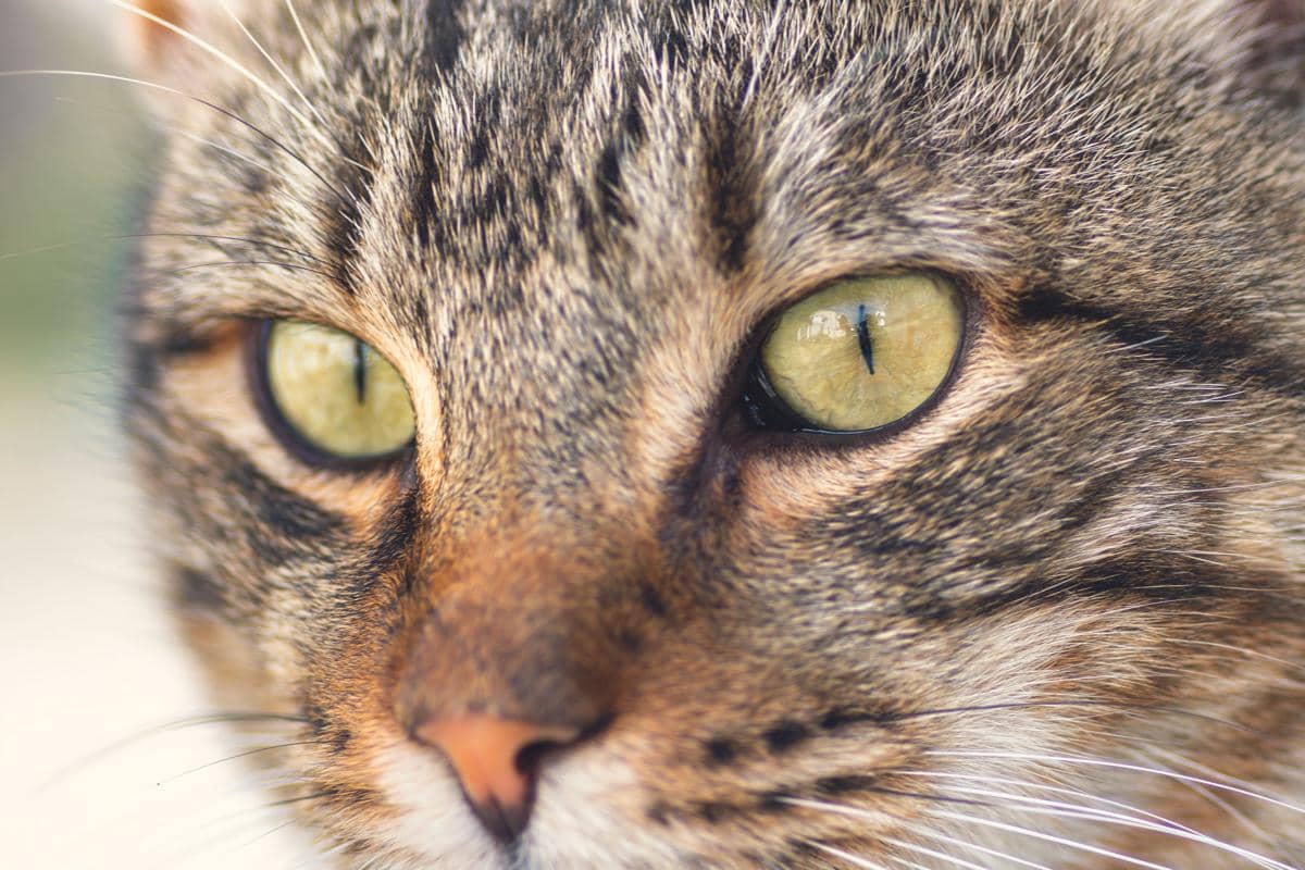 Mata kucing