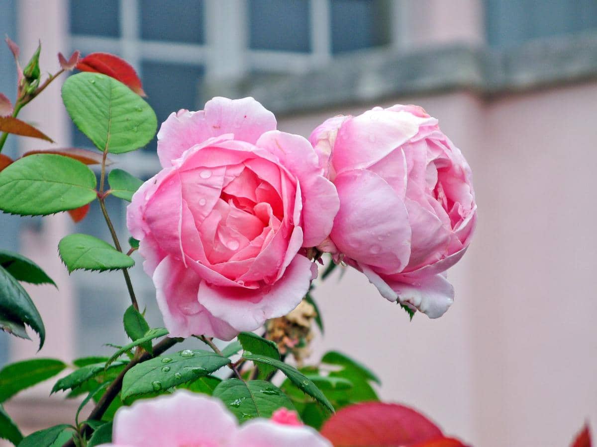 ilustrasi double rose