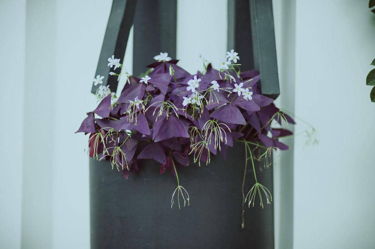 ilustrasi purple shamrock