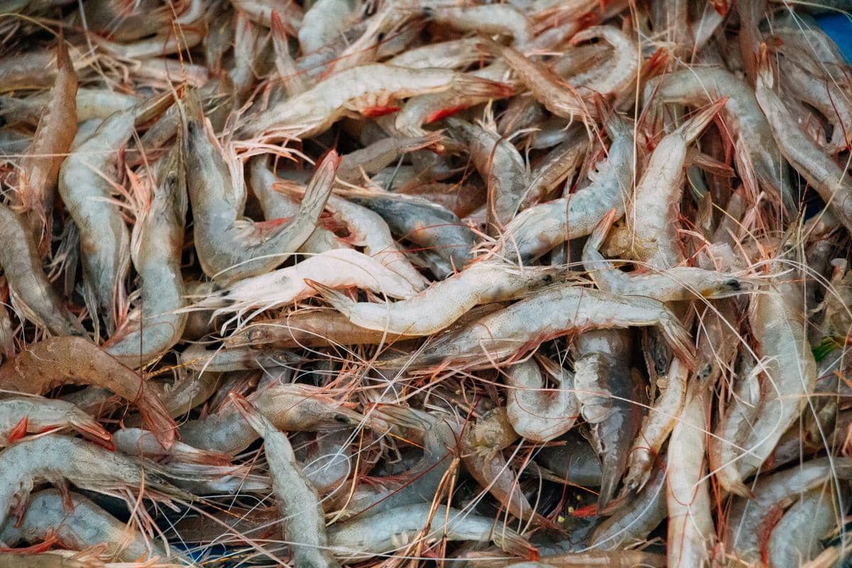 ilustrasi udang rebon