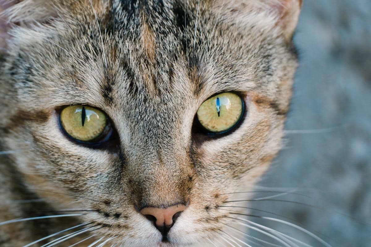 mata kucing