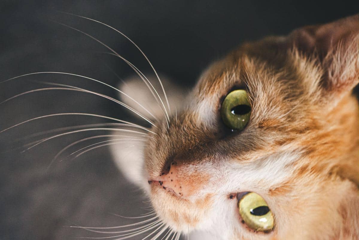 mata kucing