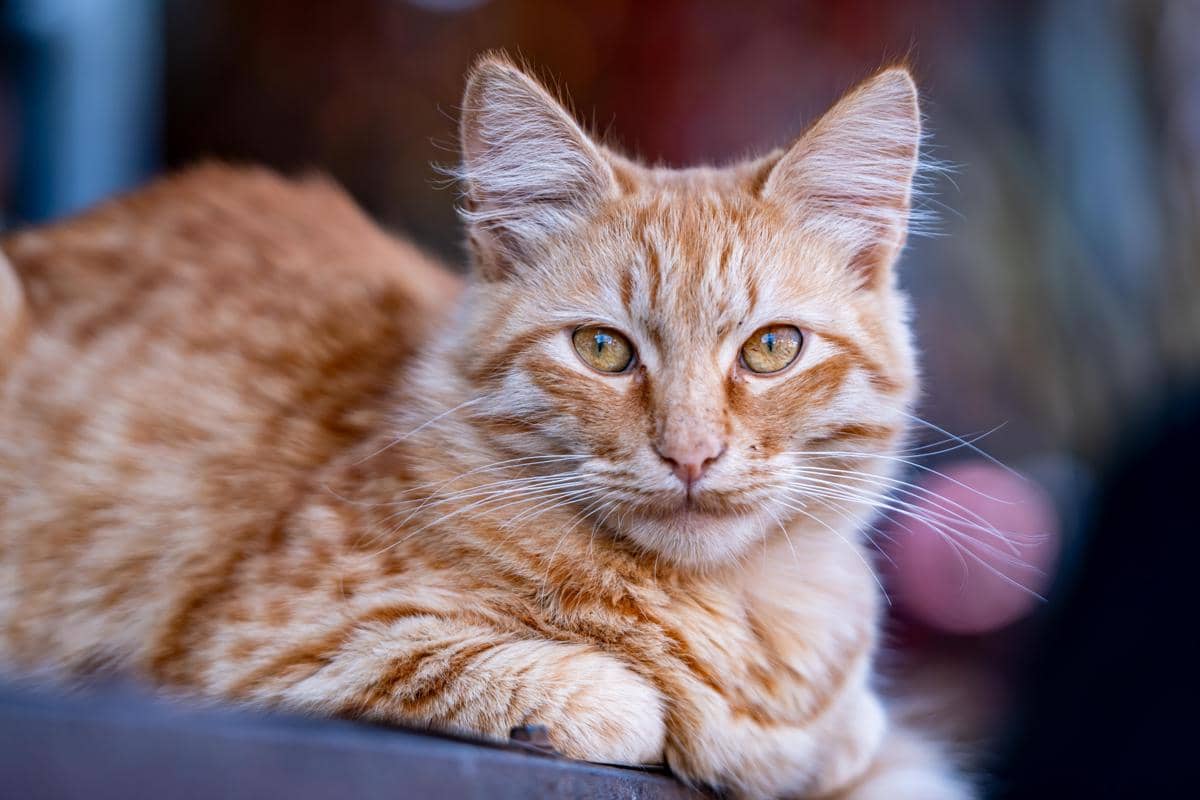 Mata kucing