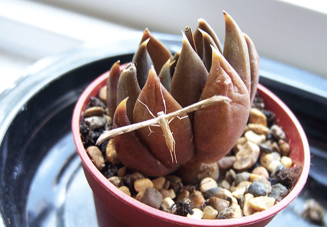 ilustrasi echeveria black prince