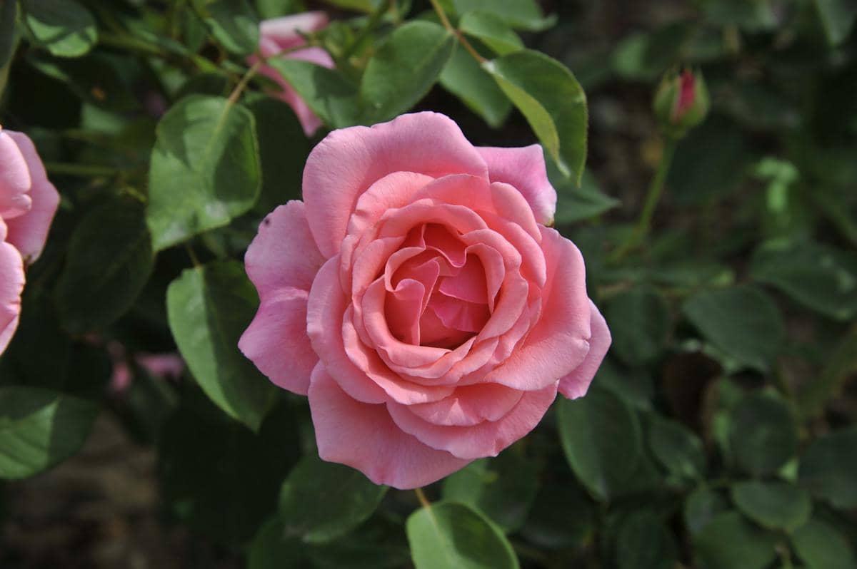 5 Tanaman Mawar dengan Bunga Warna Pink, Cocok buat Percantik Hunian
