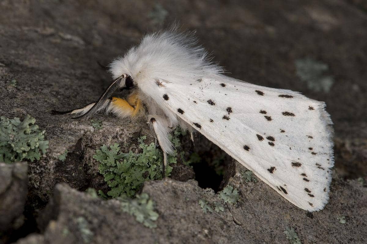 Ngengat cerpelai putih (Spilosoma lubricipeda), atau White Ermine moth.