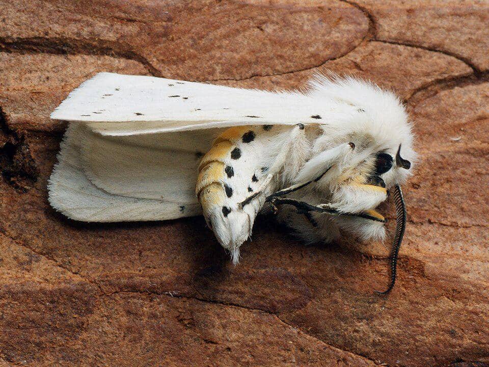 Ngengat cerpelai putih (Spilosoma lubricipeda), atau White Ermine moth.