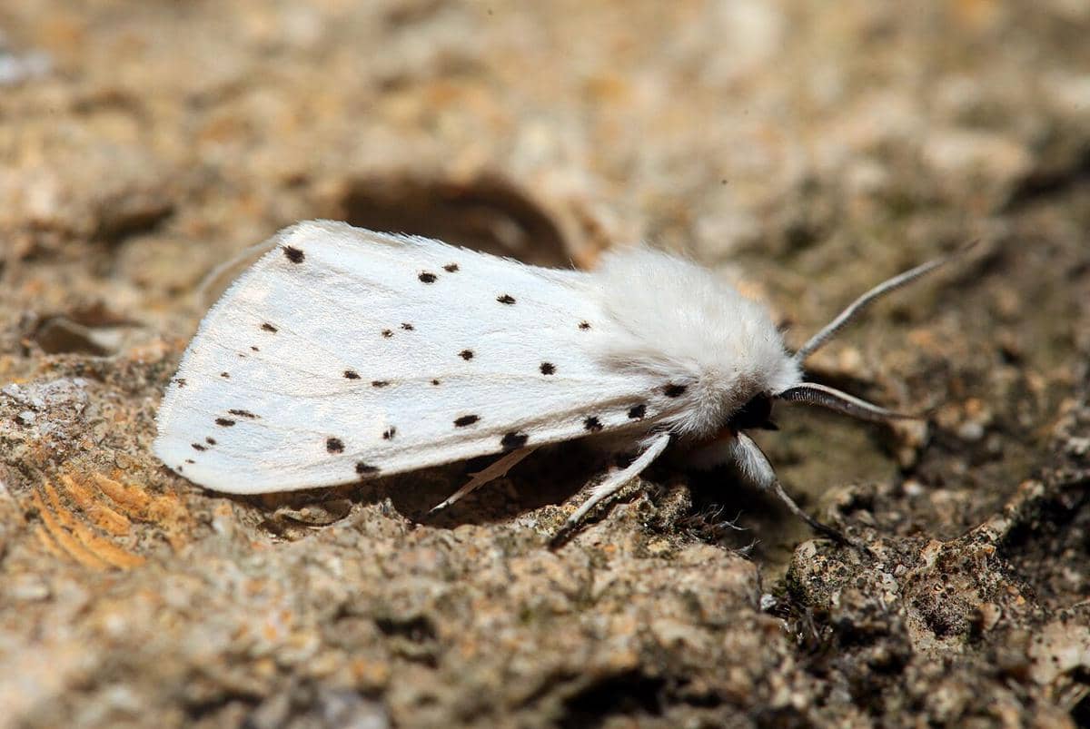 5 Fakta Spilosoma Lubricipeda, Ngengat Cerpelai Putih yang Unik!