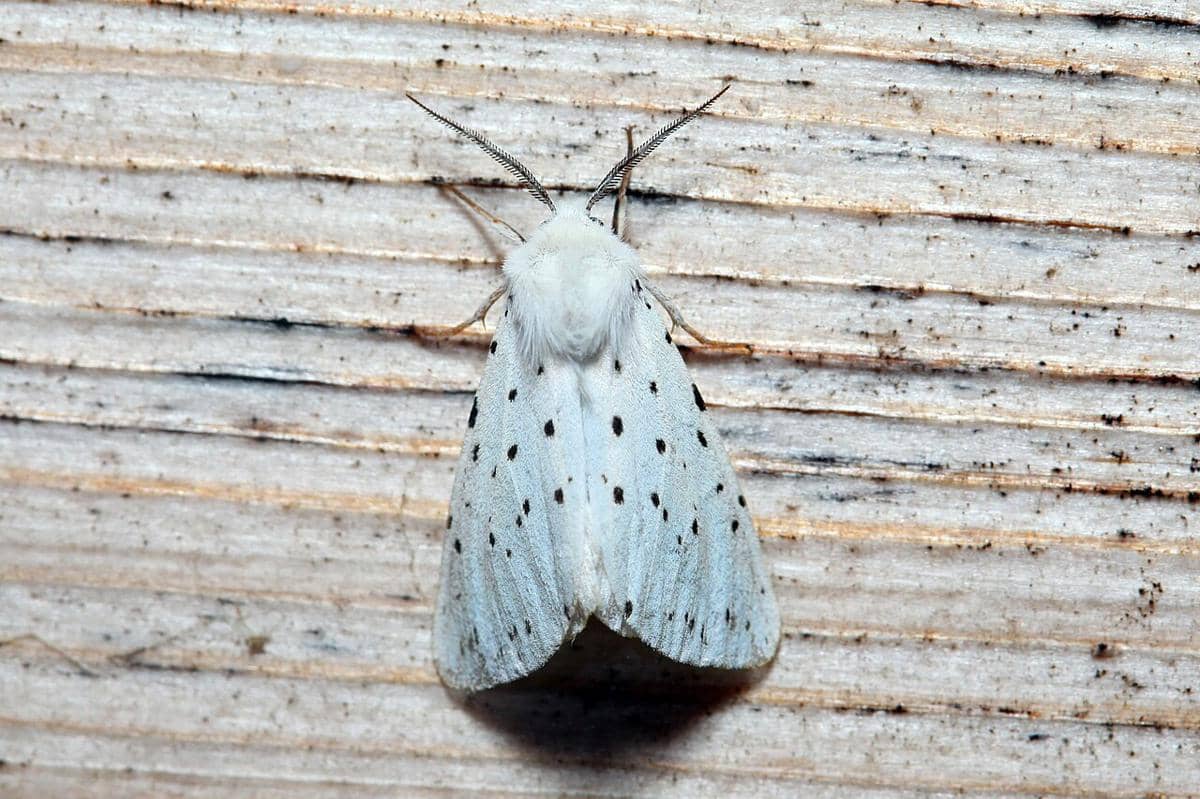 Ngengat cerpelai putih (Spilosoma lubricipeda), atau White Ermine moth.