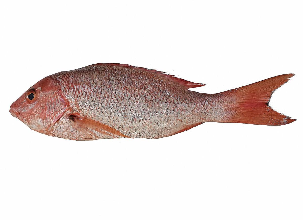 ilustrasi ikan kakap