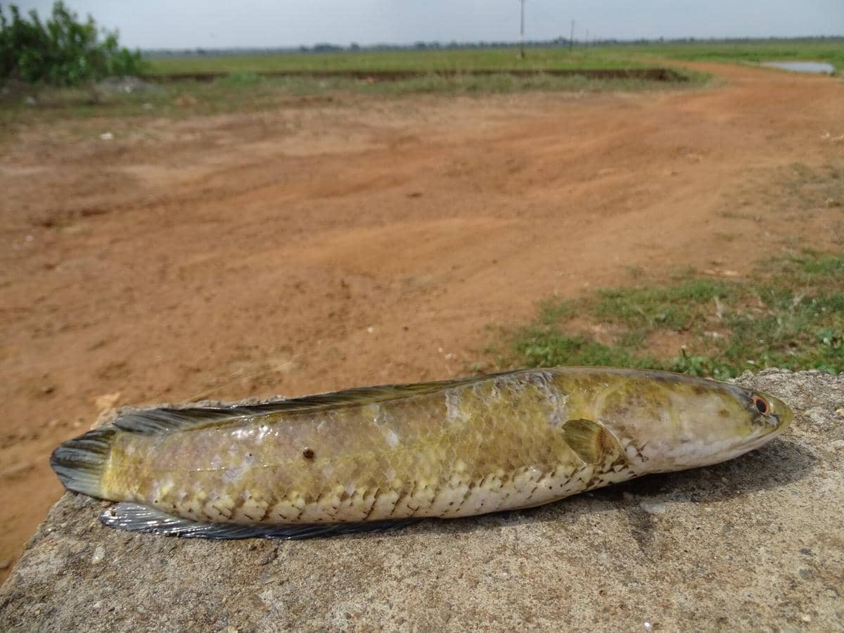 ilustrasi ikan gabus